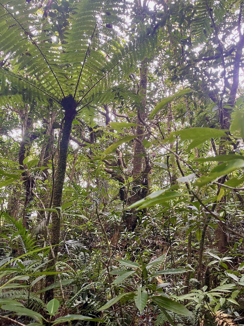 45. Richesse des sous-bois tropicaux d'altitude.jpeg