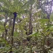 45. Richesse des sous-bois tropicaux d'altitude.jpeg