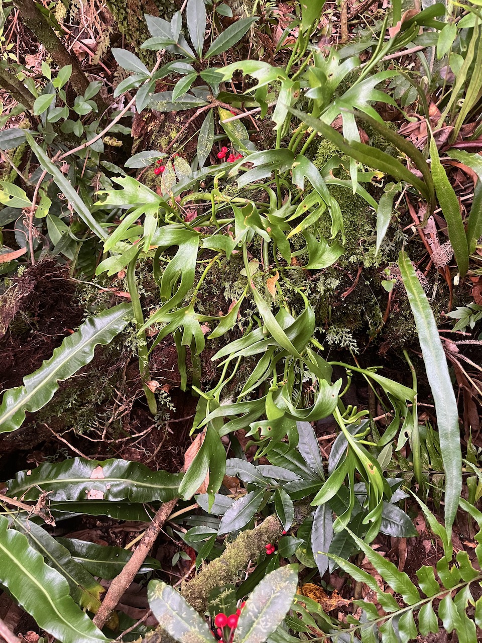 46. Cheiroglossa  malgassica - - OPHIOGLOSSACEAE - Indigene_Reunion.jpeg