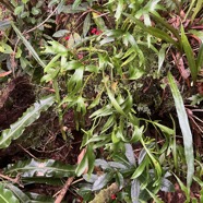 46. Cheiroglossa  malgassica - - OPHIOGLOSSACEAE - Indigene_Reunion.jpeg