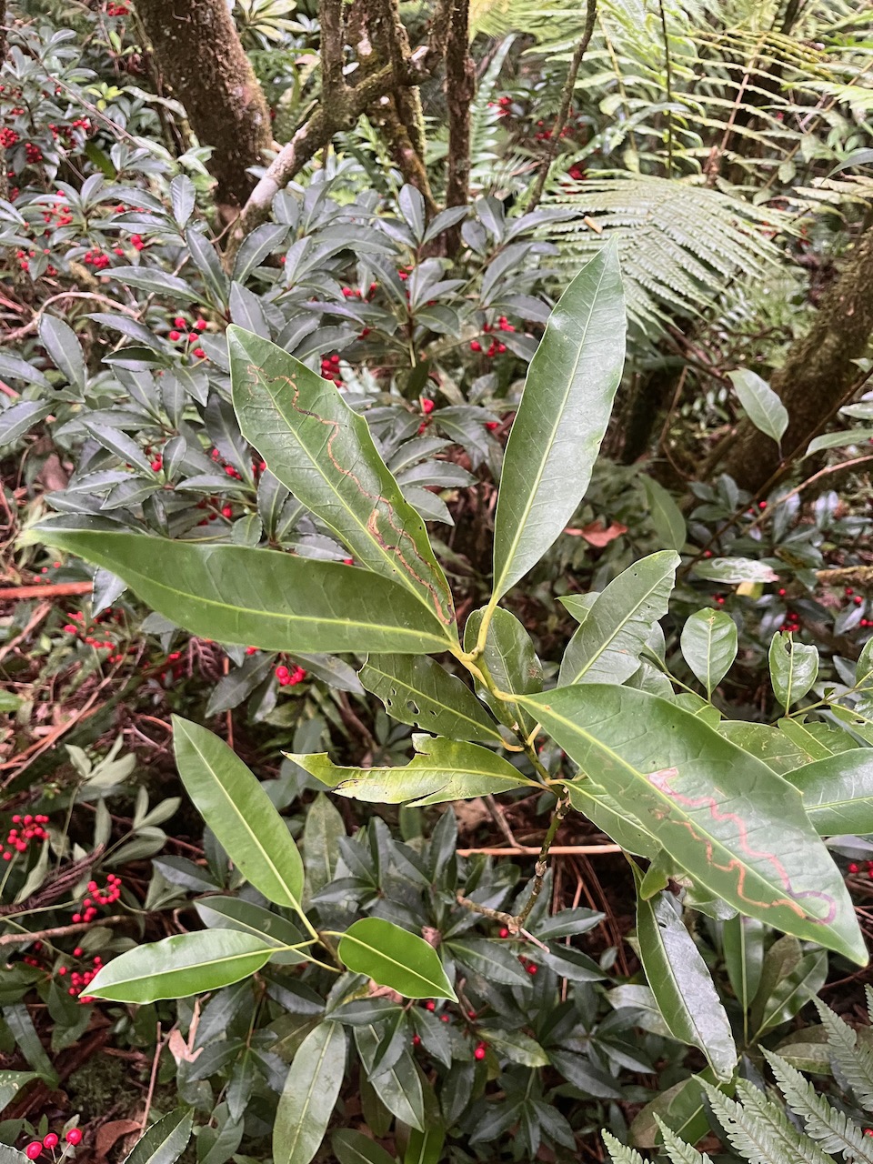 47. Remarquer hétérophyllie sur feuilles juvéniles de.jpeg