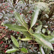 47. Remarquer hétérophyllie sur feuilles juvéniles de.jpeg