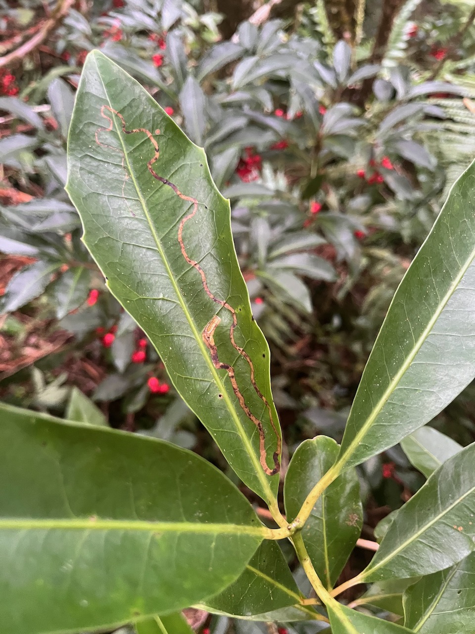 48. Remarquer hétérophyllie sur feuilles juvéniles de.jpeg
