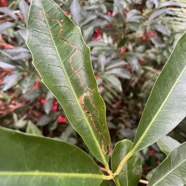 48. Remarquer hétérophyllie sur feuilles juvéniles de.jpeg