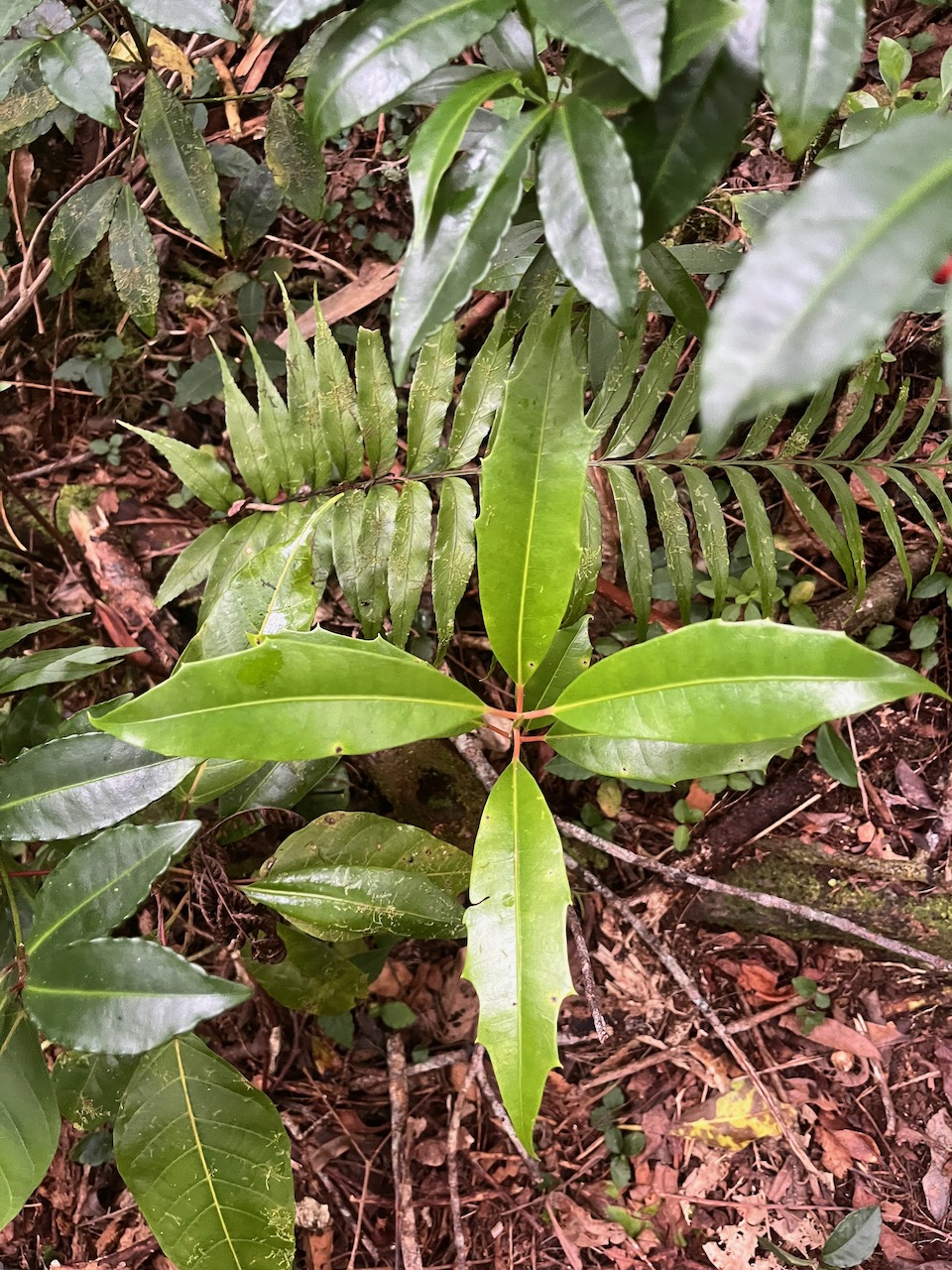 49. Remarquer hétérophyllie sur feuilles juvéniles de.jpeg