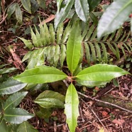 49. Remarquer hétérophyllie sur feuilles juvéniles de.jpeg