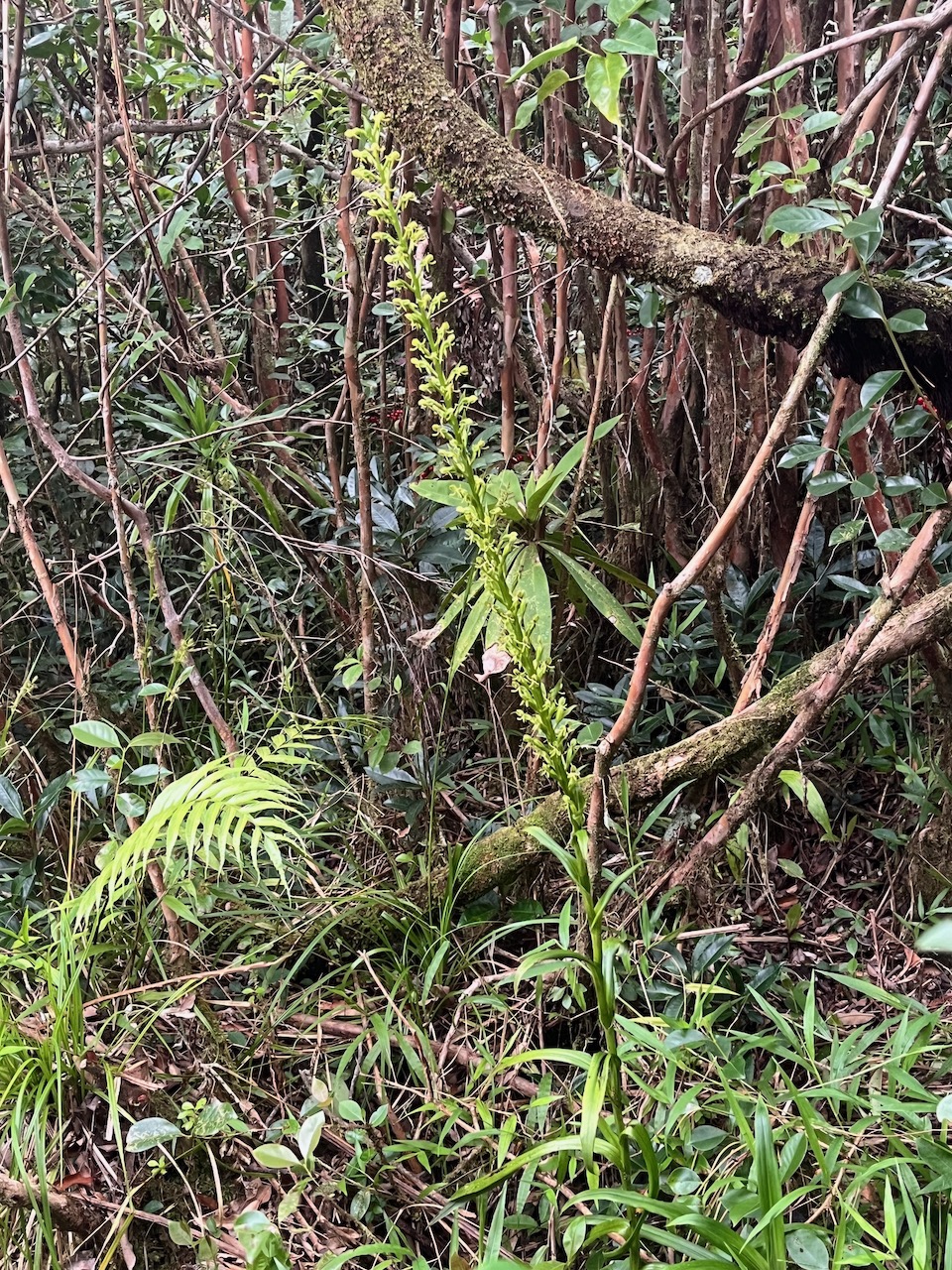 50 Habenaria prealta - &Oslash; - Orchidaceae - Réunion.jpeg