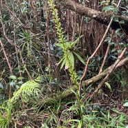50 Habenaria prealta - &Oslash; - Orchidaceae - Réunion.jpeg