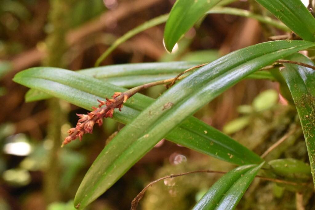 Bulbophyllum pendulum(ex bernadettea)-EPIDENDROIDEAE-Indigene Reunion