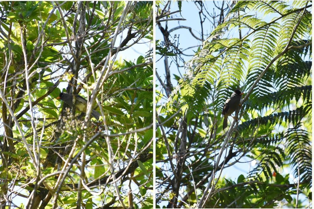 Hipsipetes borbonicus-Merle pei-PYCNONOTIDAE-Endemique Reunion