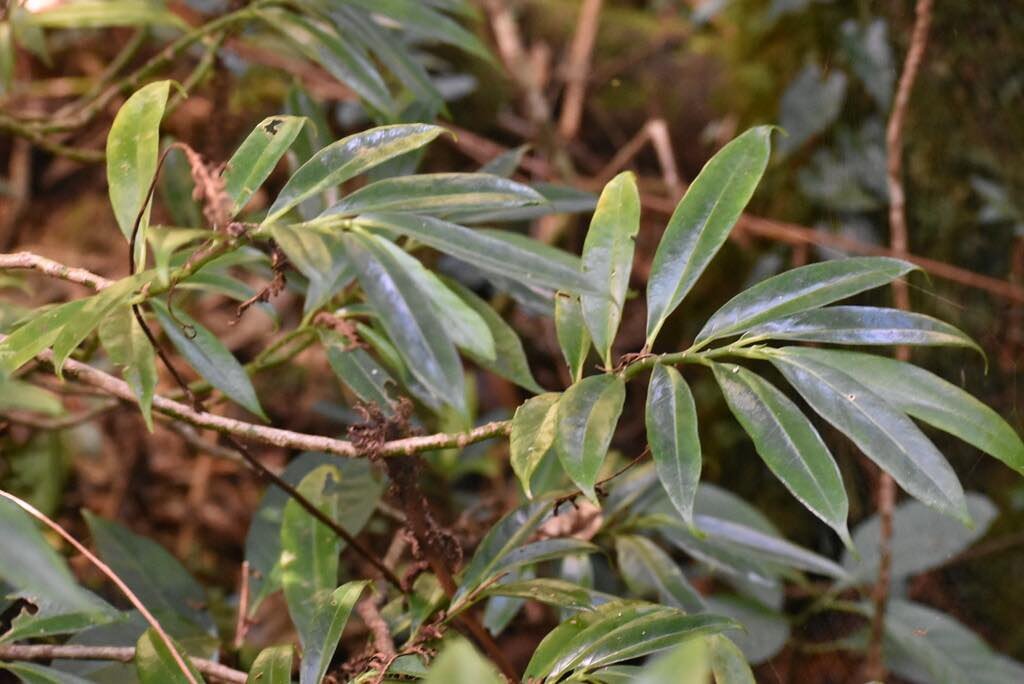 Procris pedonculata-URTICACEAE-Indigene Reunion