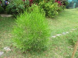 IMG_3337