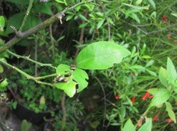 IMG_3347
