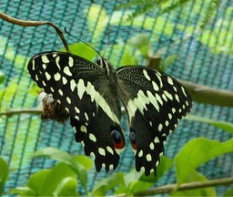 P1180258 - Version 2