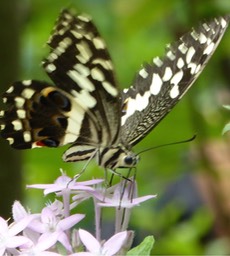 P1180292 - Version 2