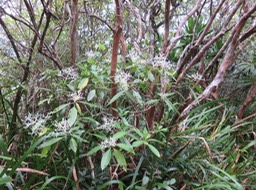 12 Chassallia corallioides - Bois de corail - Rubiacée -B