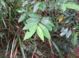 26 Xylopia richardii - Bois de banane - Annonacée - B