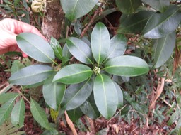 27 Catafaille qui ne sent rien ???  Melicope coodeana