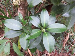 28 Catafaille qui ne sent rien ???  Melicope coodeana