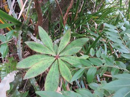 30 Bois de savon sp.