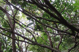 32 Chercher l'Oiseau la Vierge juvénile