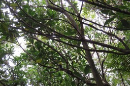 33 Chercher les Oiseaux la Vierge juvéniles