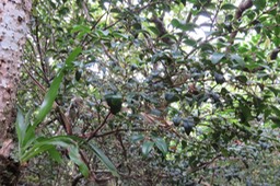 34 Memecylon confusum - Bois de balai  ou bois de cerise marron - Memecylacée - E