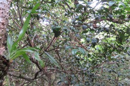 35 Memecylon confusum - Bois de balai  ou bois de cerise marron - Memecylacée - E