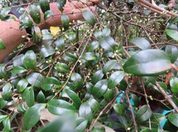 36 Memecylon confusum - Bois de balai  ou bois de cerise marron - Memecylacée - E