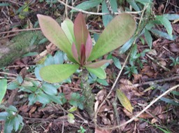 39 Badula borbonica - Bois de savon - Myrsinacée