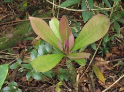 40 Badula borbonica - Bois de savon - Myrsinacée
