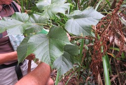 42 Dombeya delislei -  Mahot bleu - Sterculiaceae - endémique de la Réunion
