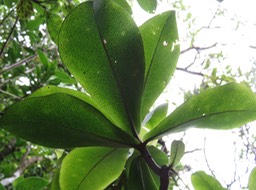 48 ??? Badula barthesia  - Bois de savon  - Primulaceae - B ??? Badula grammisticta - Bois de savon -  B