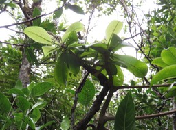 49 ??? Badula barthesia  - Bois de savon  - Primulaceae - B ??? Badula grammisticta - Bois de savon -  B