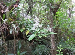 53 Chassallia corallioides - Bois de corail - Rubiacée -B