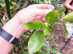 55 Fleur de  Pyrostria commersonii -Bois mussard - Rubiaceae - Endémique La Réunion et île Maurice