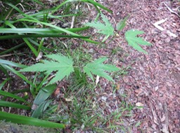 57 Ficus lateriflia  - Ficus Blanc  - MORACEAE - Endémique de la Réunion et de Maurice