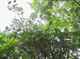 6 Labourdonnaisia calophylloides - Petit natte - Sapotacée - BM