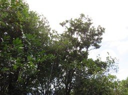 9 Même liane mystère dans son environnement