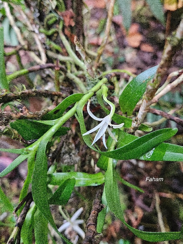 Jumellea rossii Faham Orchidaceae End émique La Réunion, Maurice 122.jpeg