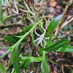 Jumellea rossii Faham Orchidaceae End émique La Réunion, Maurice 122.jpeg