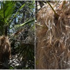 Coccothrinax_crinita-Palmier_old_man-ARECACEAE-Cuba-20251001_175416.jpg