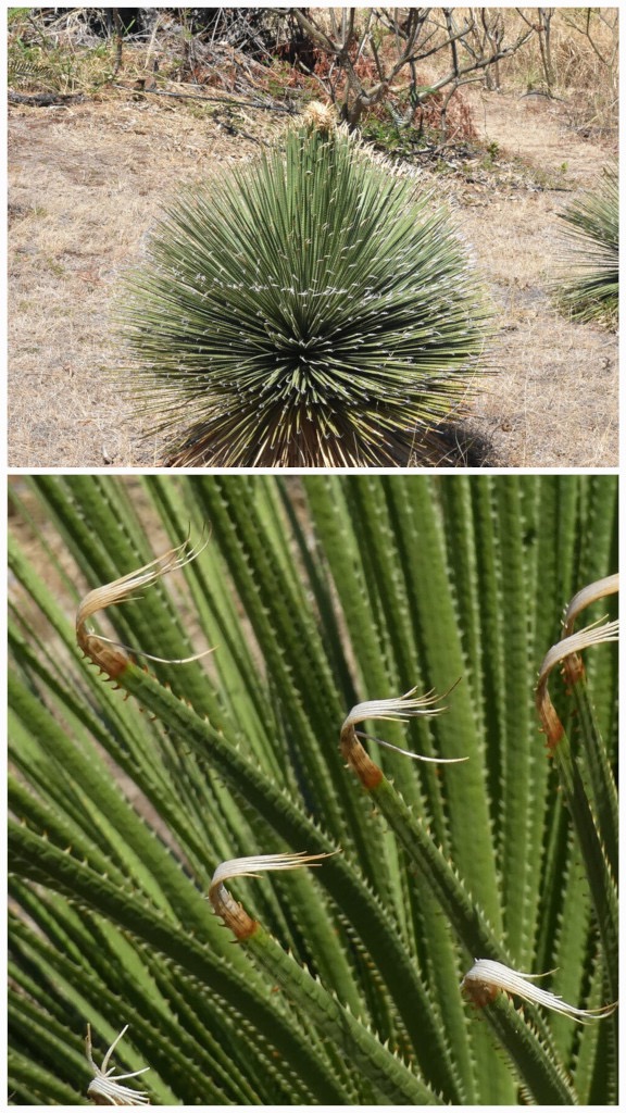 Dasylirion_quadrangulatum-ASPARAGACEAE-Mexique-20251001_173919.jpg