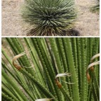 Dasylirion_quadrangulatum-ASPARAGACEAE-Mexique-20251001_173919.jpg