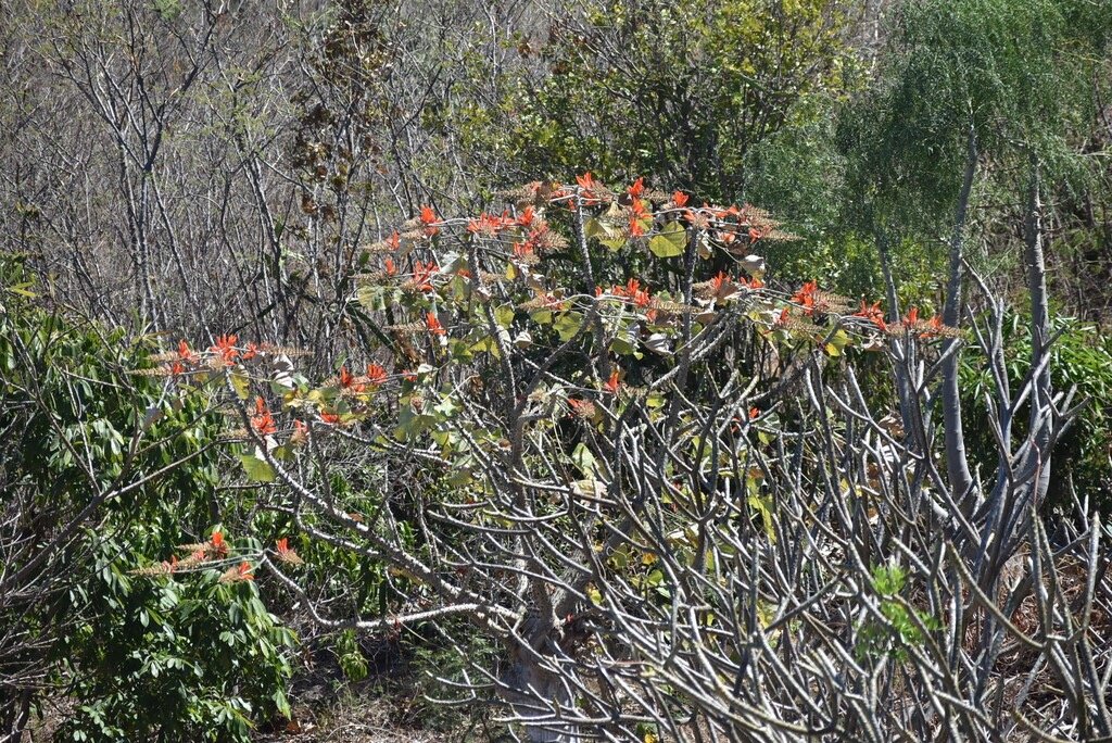 Erythrina_madagascariensis-FABACEAE-Madagascar-MB4_1892.jpg
