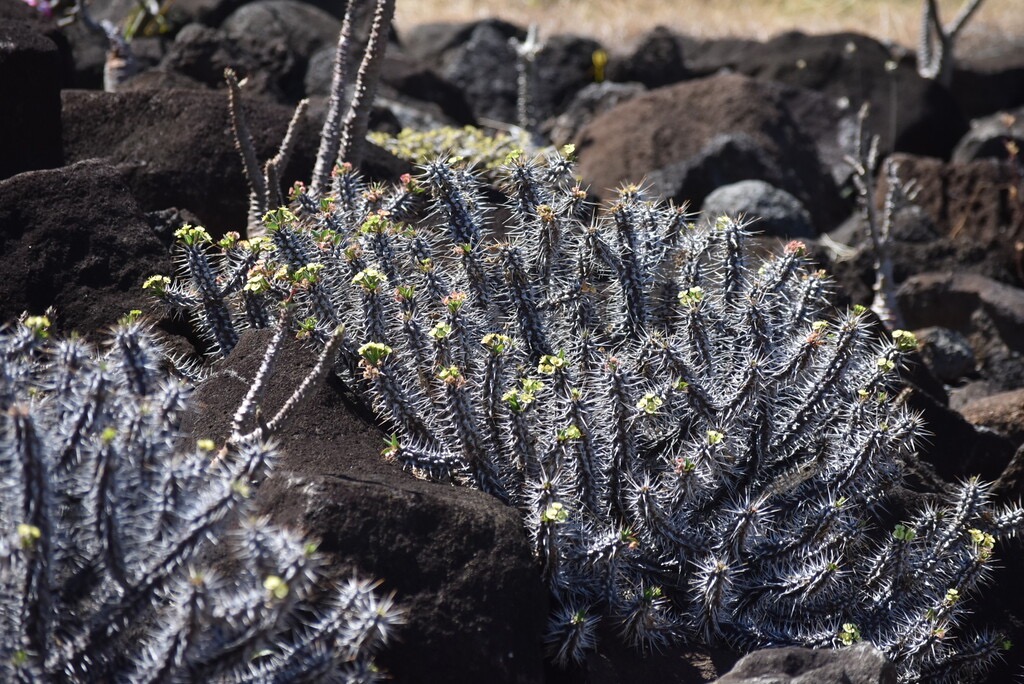 Euphorbia_fianarantsoe-EUPHORBIACEAE-Madagascar-MB4_1886.jpg