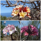Plumeria_sp-Frangipanier-APOCYNACEAE-20251001_174243.jpg