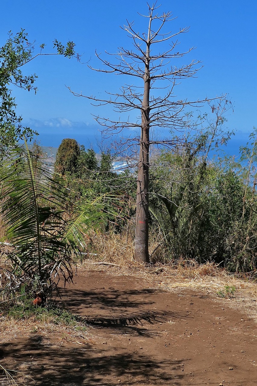 Adansonia suarezensis. baobab. bombacaceae..jpeg