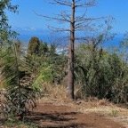 Adansonia suarezensis. baobab. bombacaceae..jpeg