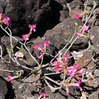 Adenium obesum.rose du désert.apocynaceae...jpeg